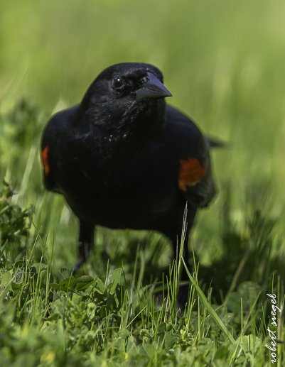 Ed Levin County Park 2026